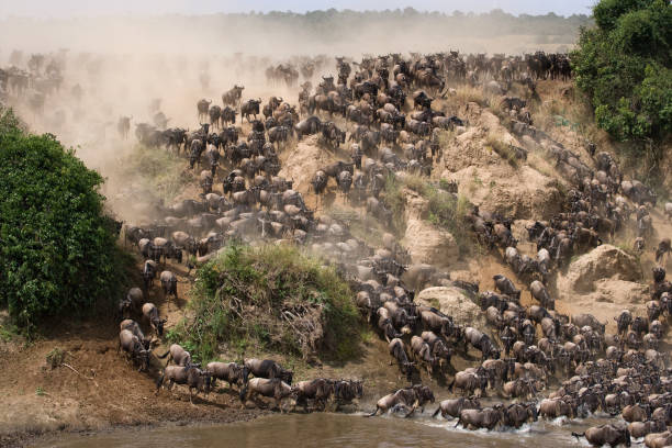 7 days Serengeti migration Mara River Crossing 7 days Serengeti migration Mara River Crossing safari