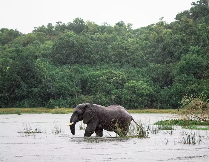 7 Days Tanzania Lodge Safari Package with Serengeti