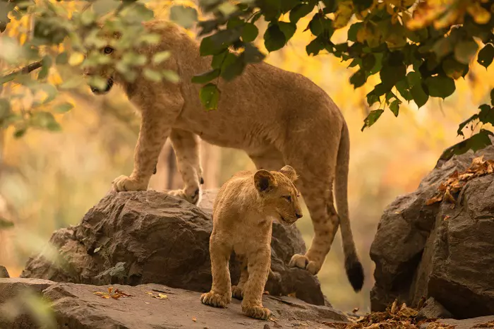 Best Safari in Tanzania: A Complete Guide