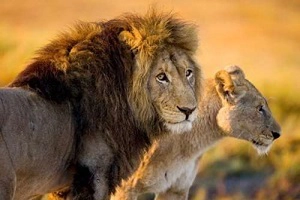 King Lion resting in Ngorongoro Crater during 4 day sharing tour