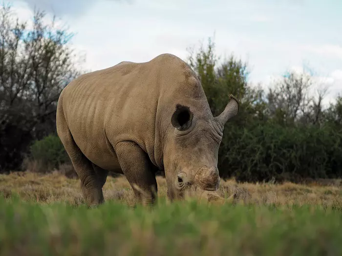 Ngorongoro Crater tours Tanzania big 5 safari