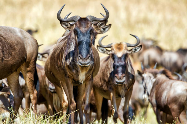 Serengeti 5 days migration safari tour calving season