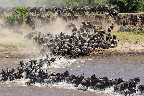 Serengeti 6 days migration safari Mara River Crossing