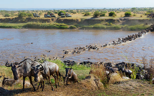Mara River crossing Serengeti vacation tour Serengeti migration safari holidays Mara River crossing