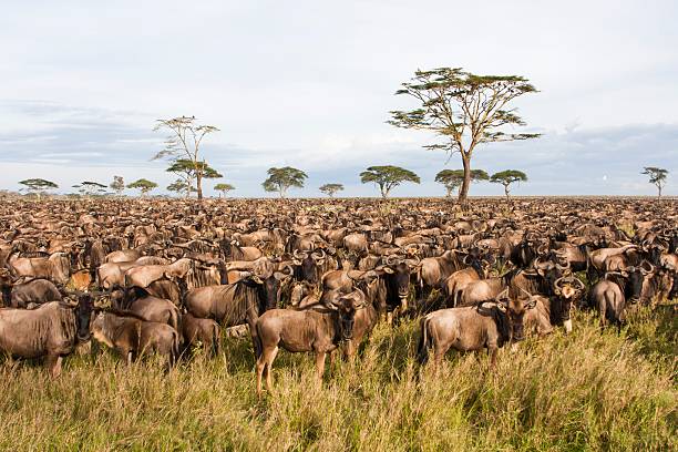 6 days Serengeti migration safari tour calving season