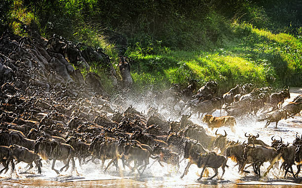 7 days Serengeti migration safari Mara River crossing