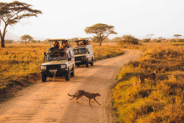 Serengeti safari holidays Serengeti safari holidays tour