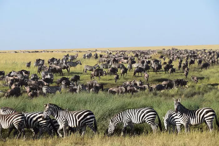 Serengeti Wildebeest great migration safari tour