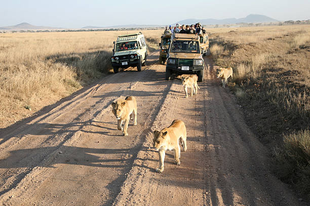 1 day Tanzania sharing safari group tour Ngorongoro Crater