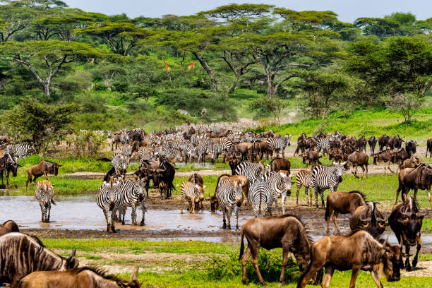 Tanzania day trip sharing safari group tour to Tarangire