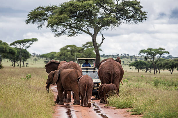3 days Tanzania joining group safari tour to Serengeti and Ngorongoro Crater