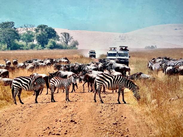 4 days Tanzania sharing safari tour to Lake Manyara, Serengeti, and Ngorongoro Crater