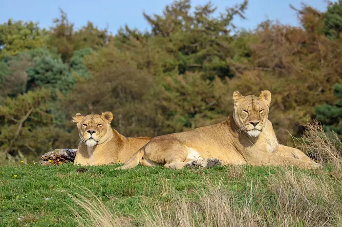 Tanzania camping safaris: Immerse yourself in nature up close