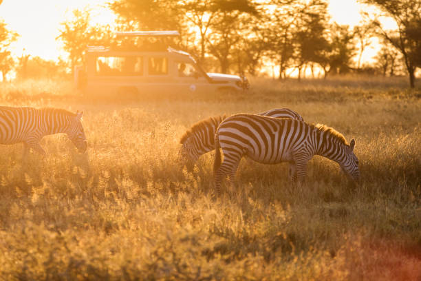 5 days Tanzania safari tour to Tarangire, Serengeti, Lake Manyara, and Ngorongoro Crater