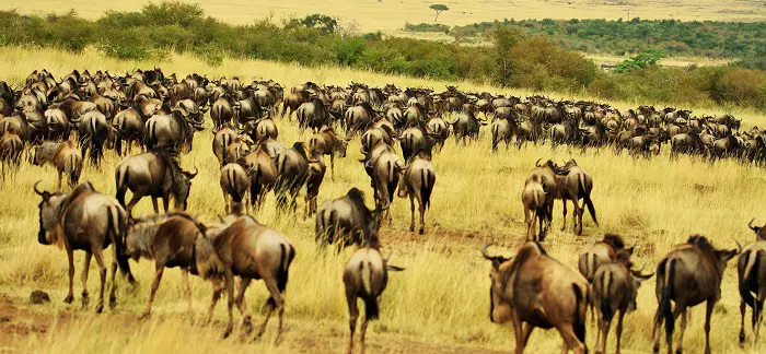 Tanzania sharing safari tour packages
