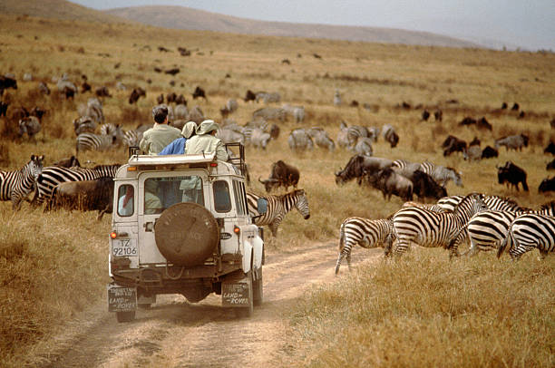 5 days Tanzania sharing safari tour to Lake Manyara, Tarangire, Serengeti, and Ngorongoro Crater