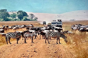 Herd of Zebra at Lake Manyara in sharing safari